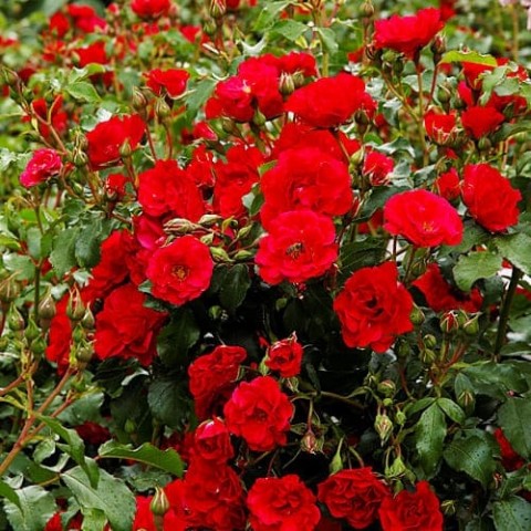 Троянда Rotilia фото