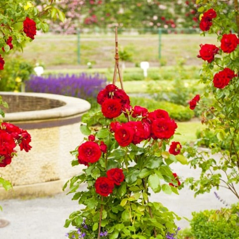 Троянда Rotkapchen фото