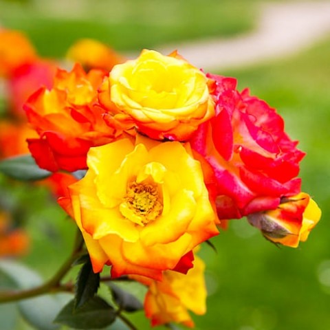 Троянда Rumba фото