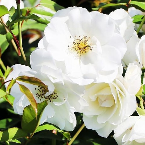 Троянда Schneewittchen  фото