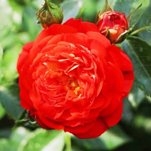 Троянда Starlet Carmen фото