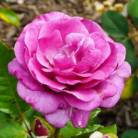 Троянда Violette Parfume фото