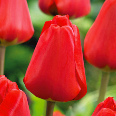Тюльпан Apeldoorn фото