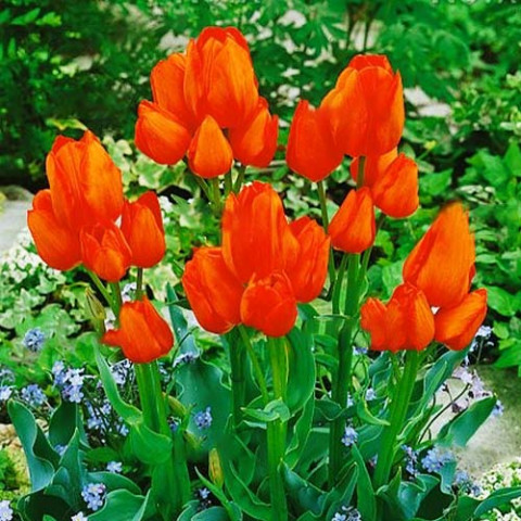 Тюльпан Orange Bouquet (Оранж Букет) фото