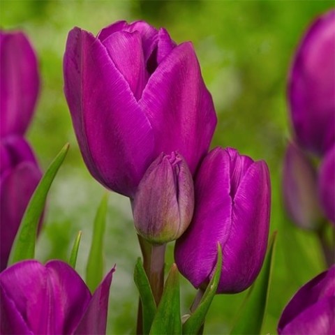 Тюльпан Purple Bouquette (Фіолетовий) фото