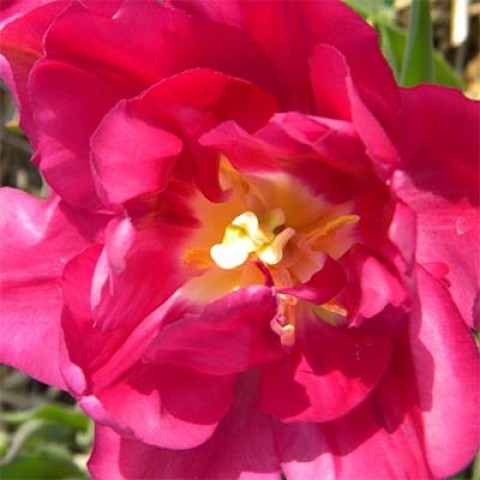 Тюльпан Royal Acres фото