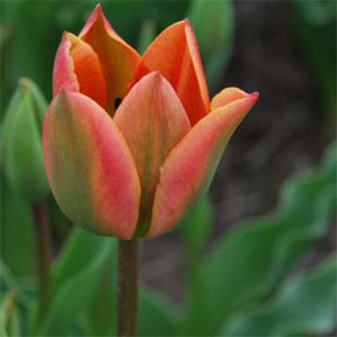 Тюльпан Tricolored Beauty фото