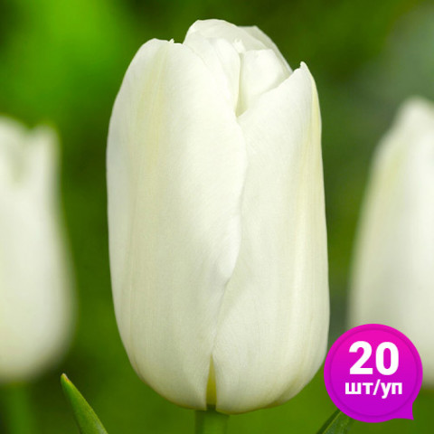 Тюльпан White Dynasty (Вайт Дайнасті) 20 шт/уп фото