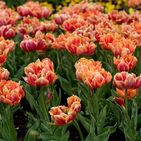 Тюльпан Willem Van Oranje фото