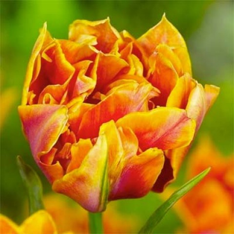 Тюльпан Willem Van Oranje фото