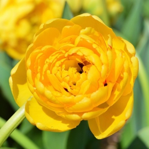 Тюльпан Yellow Pomponnet 10 шт/уп фото