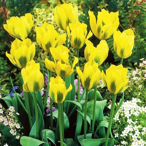 Тюльпан Yellow Springgreen фото