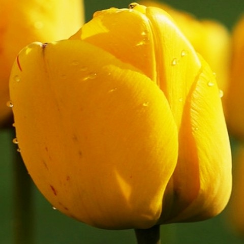 Тюльпан Golden Apeldoorn фото