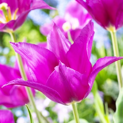 Тюльпан Purple Dream фото