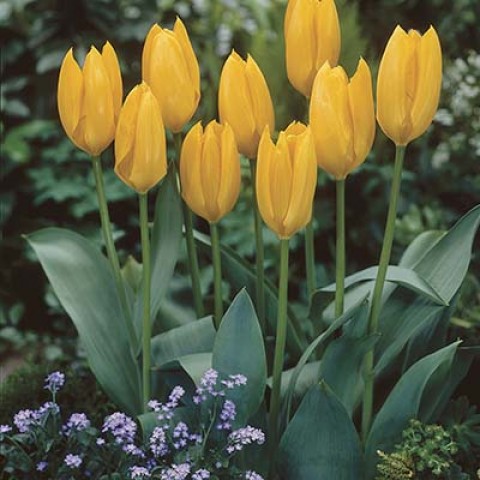 Тюльпан Yellow Empress фото