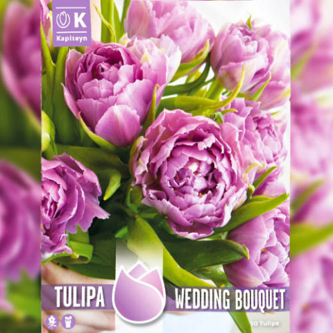 Тюльпан Wedding Bouqet (Брендові цибулини KAPITEYN®) фото
