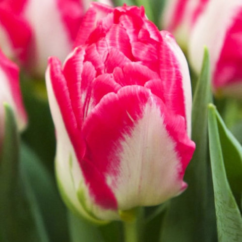 Тюльпан Pink Delight фото