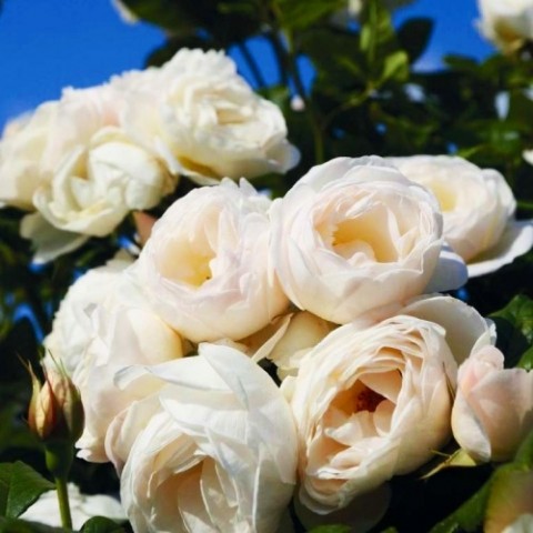 Троянда плетиста Uetersener Klosterrose фото
