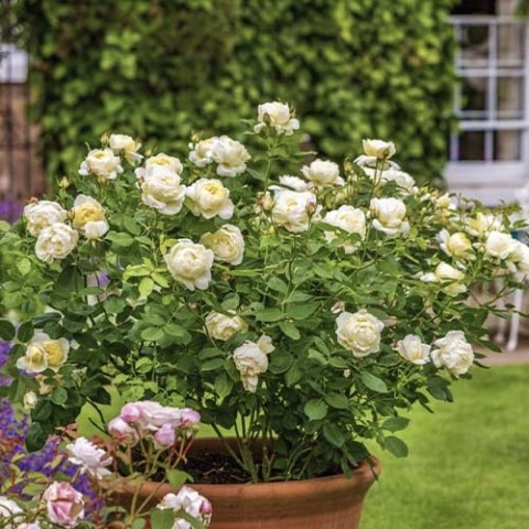 Троянда Vanessa Bell (Гігантська квітка) фото