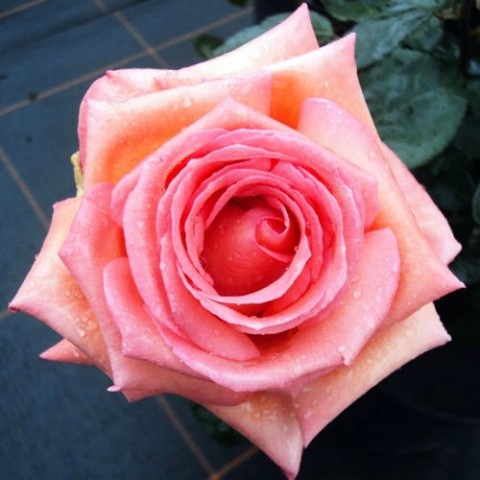 Троянда Vedette фото