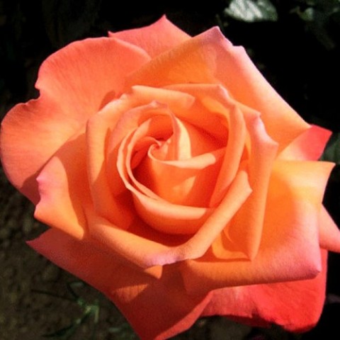 Троянда Vedette фото