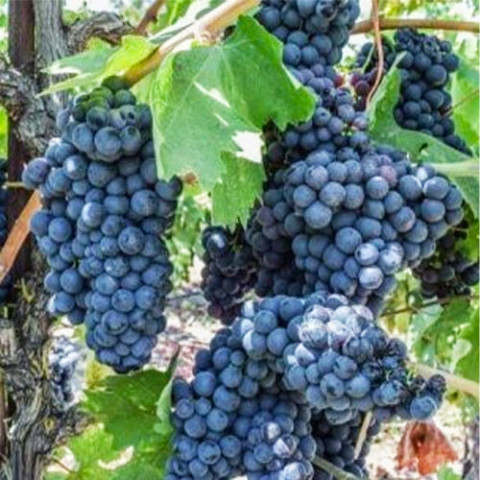 Виноград Агіоргітіко (щеплений) фото