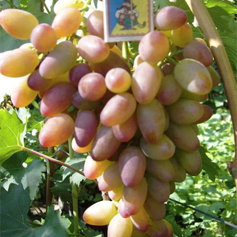 Виноград Тимур Рожевий (щеплений) фото