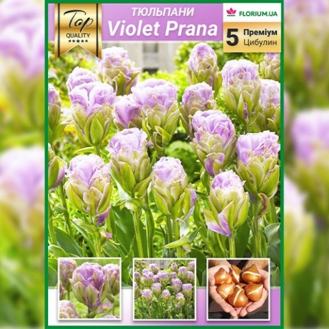 Тюльпан Violet Pranaa (Преміум Цибулини) фото