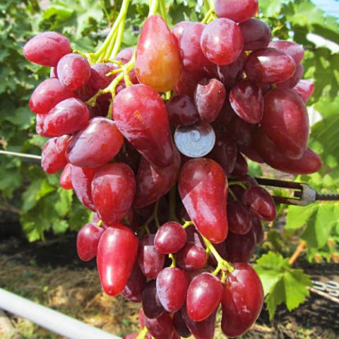 Виноград Дубовський Рожевий (щеплений) фото