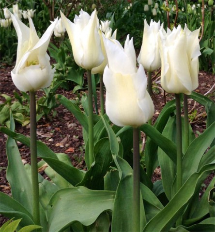 Тюльпан White Elegance фото