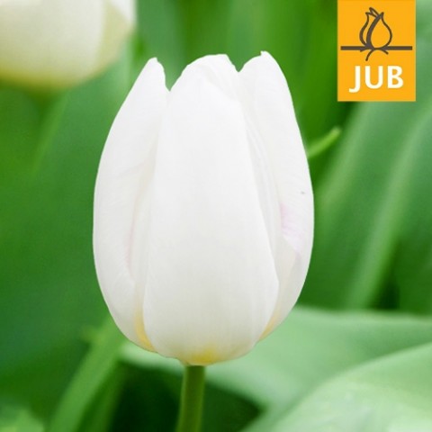 Тюльпан White Prince (Брендові цибулини Jub Holland) фото