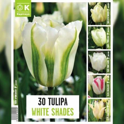 Тюльпан White Shades (Брендові цибулини KAPITEYN®) фото