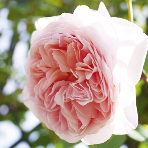 Троянда William Morris фото