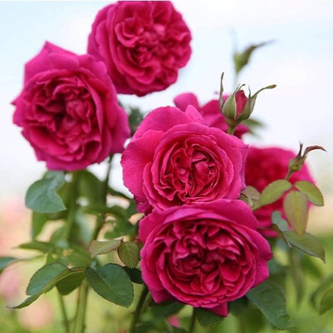 Троянда William Shakespeare 2000 фото