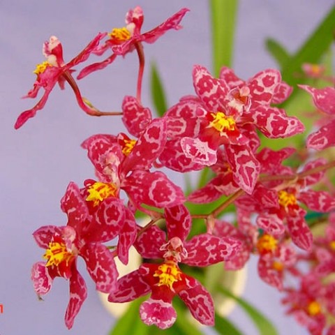 Орхідея Wilsonara Kolibri фото