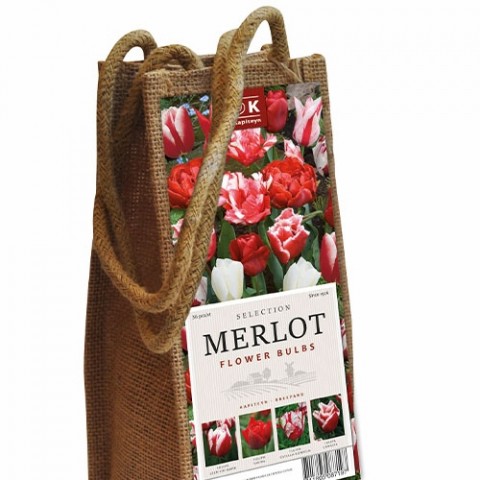 Комплект Тюльпанів Wine Merlot (Брендові цибулини KAPITEYN®) фото