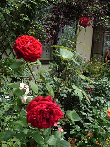 Троянда Winschoten фото