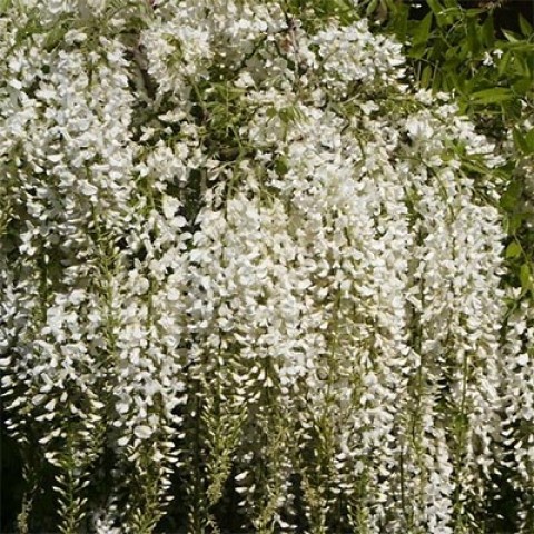 Вістерія (гліцинія) Longissima Alba фото