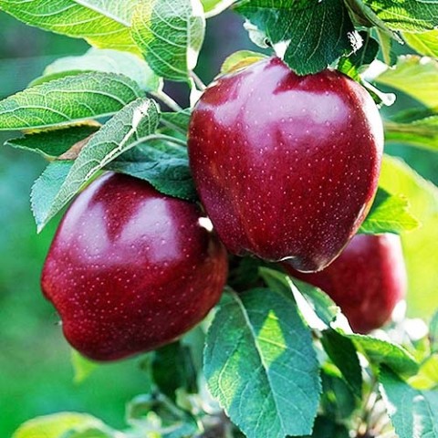 Яблуня Ред Чіф (Смачні плоди) фото