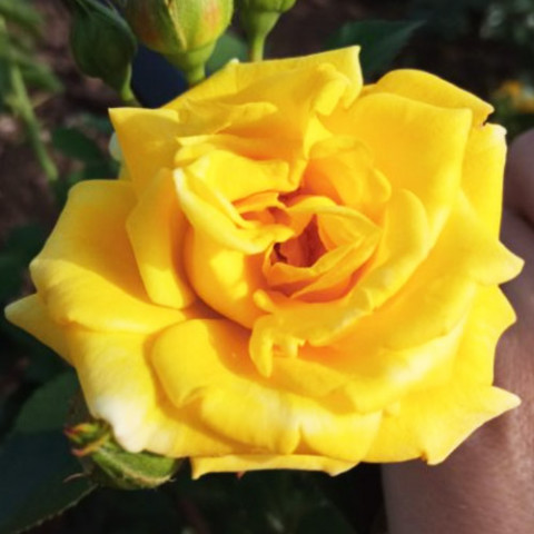 Троянда бордюрна Yellow Doll фото