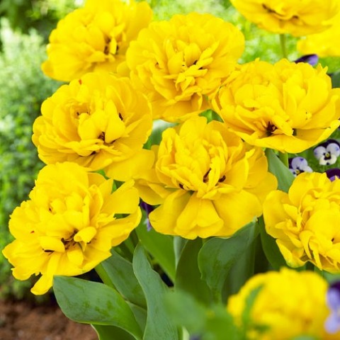 Тюльпан Yellow Pomponnet 10 шт/уп фото