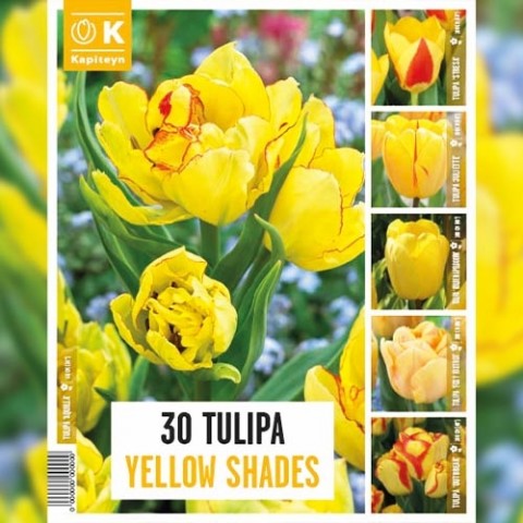 Тюльпан Yellow Shades (Брендові цибулини KAPITEYN®) фото