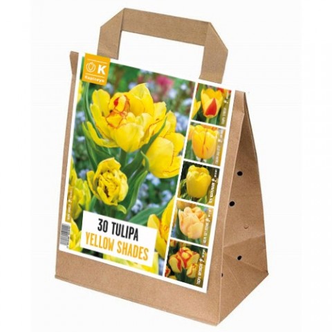 Тюльпан Yellow Shades (Брендові цибулини KAPITEYN®) фото