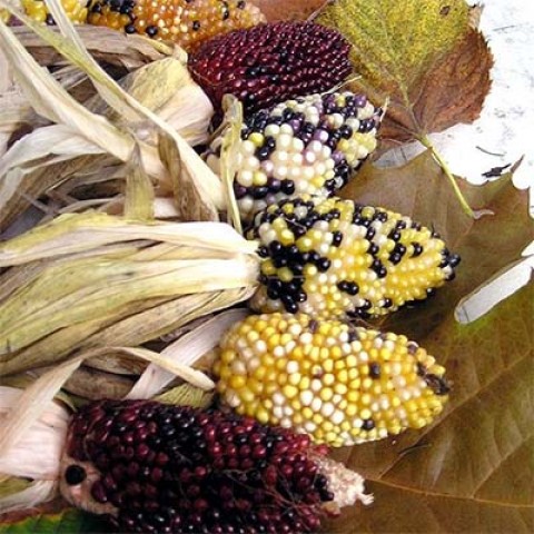 Кукурудза Baby Corn Mix фото
