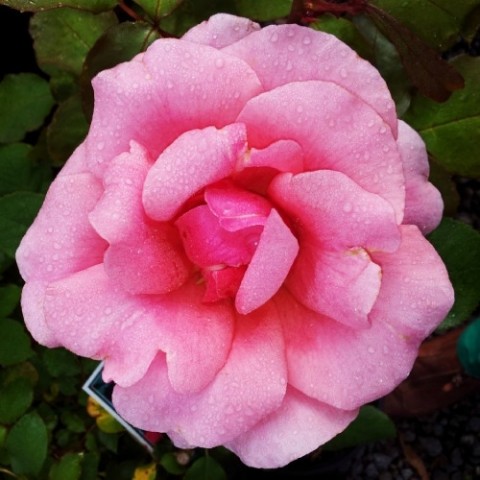 Троянда Zephrine Drouhin фото