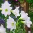 Амариліc White Rascal фото