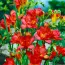 Фрезія Double Red фото