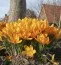 Крокус Yellow Giant 100 фото
