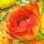 Ранункулюс (лютик) Picotee Orange фото