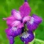 Ірис Siberica Currier фото
